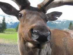 reindeer1
